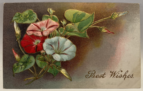 Auguri gloria del mattino - auguri,,