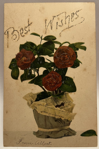 Auguri 1906 rose rosse - rose,